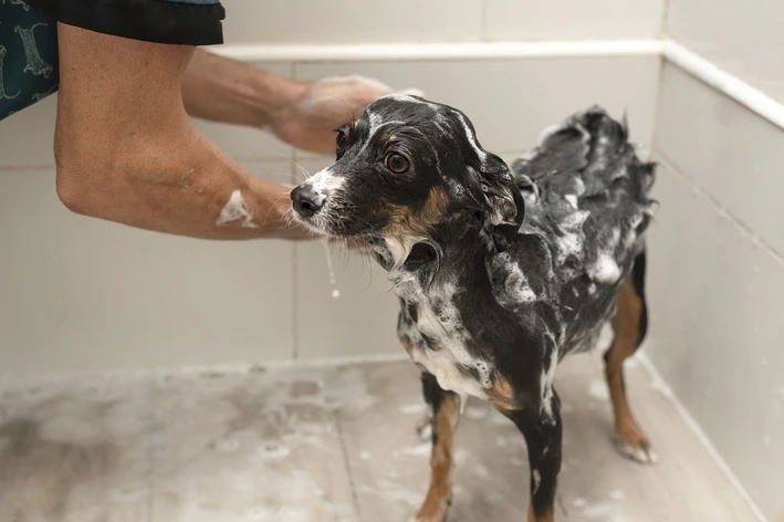 tutor dando banho em cachorro